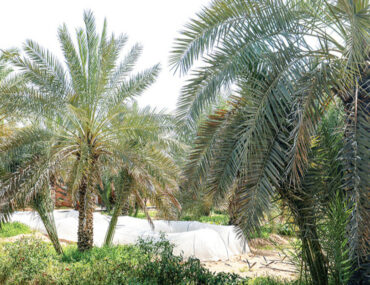 وادي العمردي