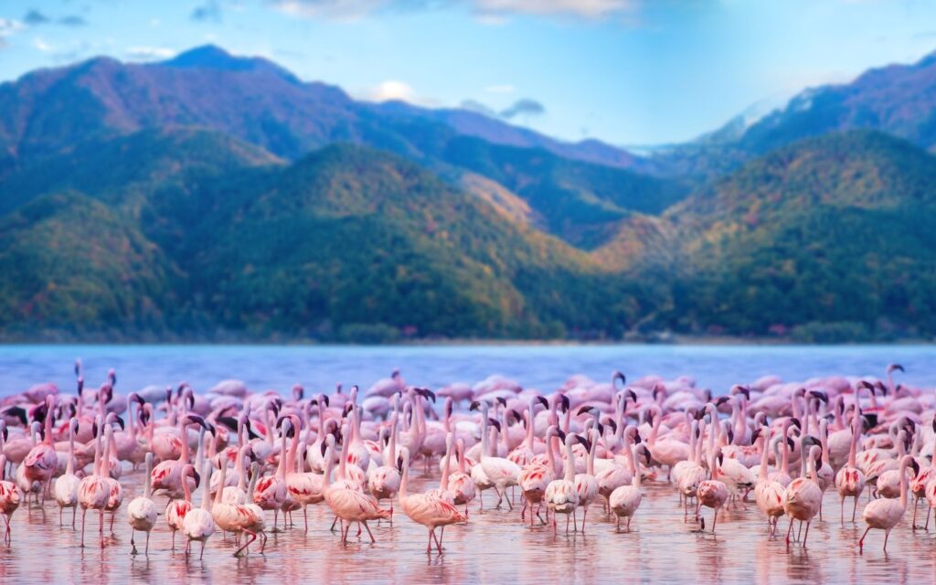 Safari scene highlighting winter destinations from Dubai