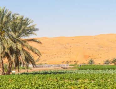 شركات زراعية في الامارات