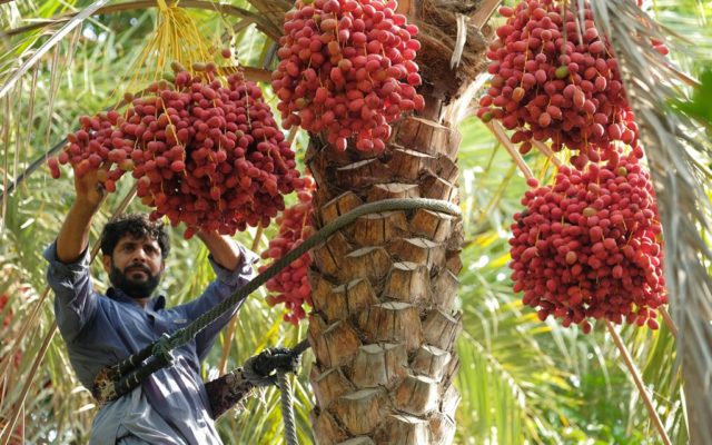 A Guide to Agriculture in the UAE: History, Crops & More - MyBayut