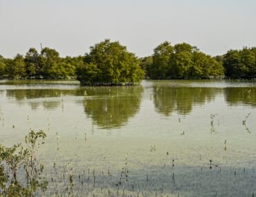 بحيرة عين الفايضه العين