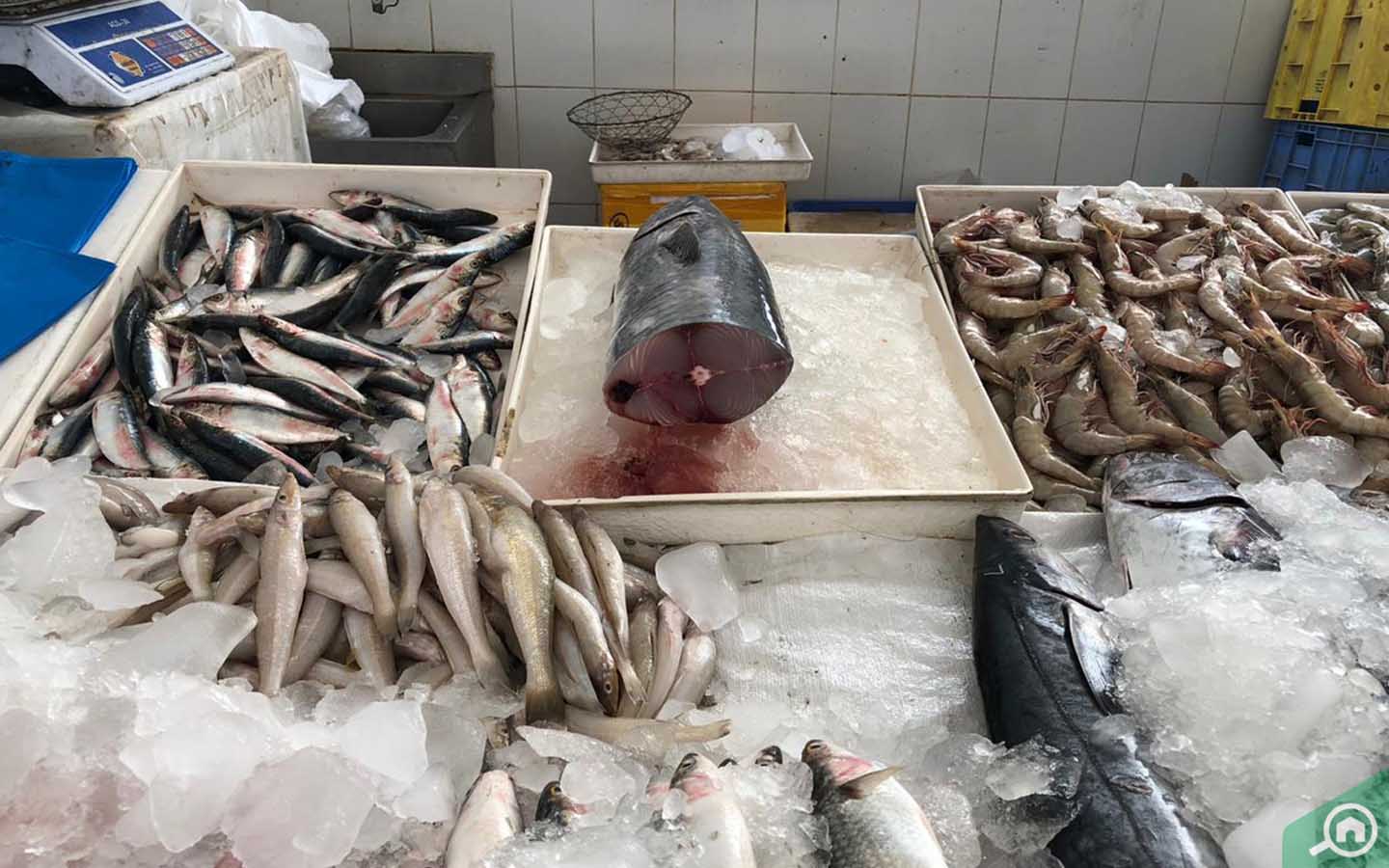 All About Ajman Fish Market Timings, Location & more MyBayut