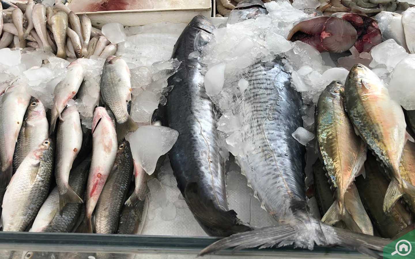 All About Ajman Fish Market Timings, Location & more MyBayut