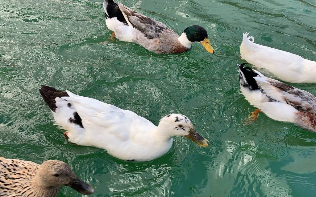 ducks at the al rafisah dam