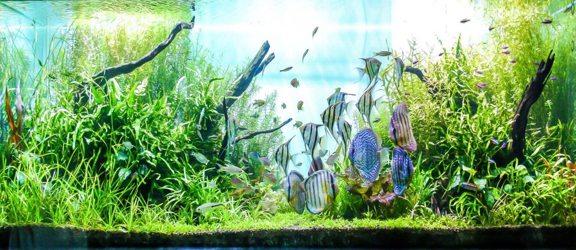 Top Aquarium Shops in Dubai Think Fish, Aqua Art & More MyBayut