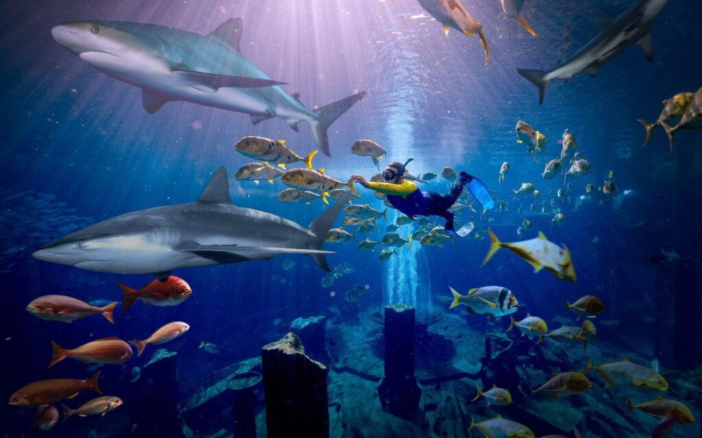 Snorkel beside rays, reef sharks and colourful fish 
