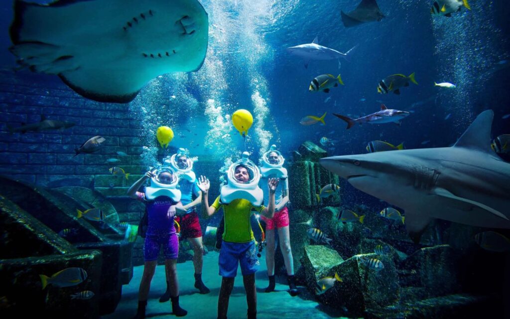 experience Shark Safari under the watchful eyes of marine experts