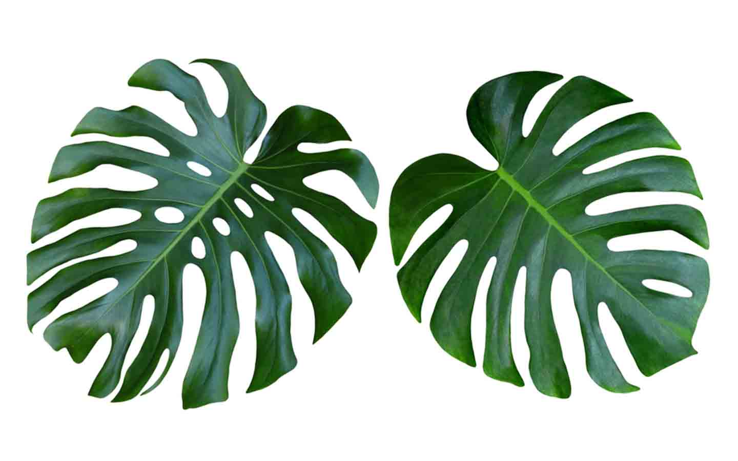 مونستيرا ليف 