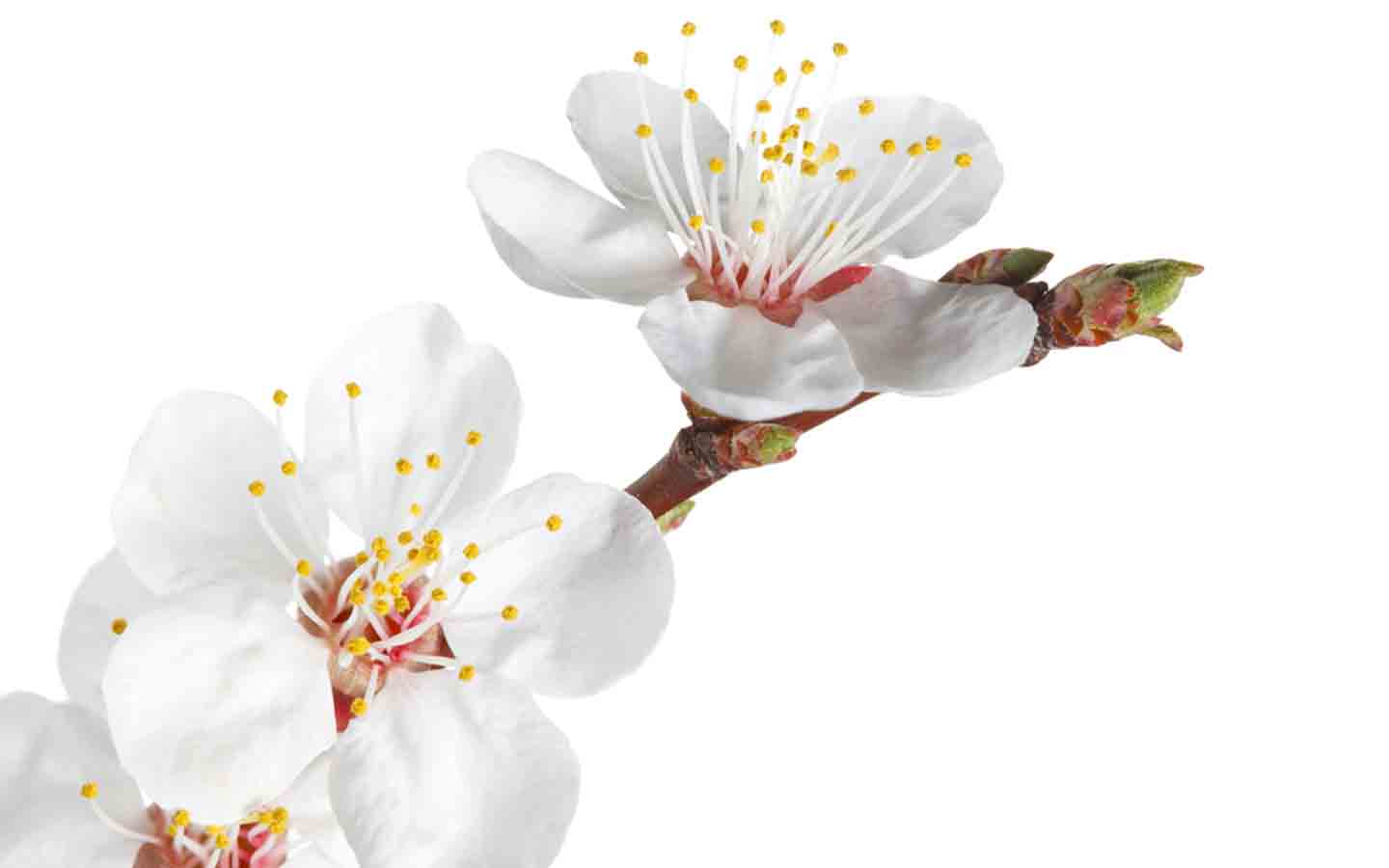 أزهار الكرز