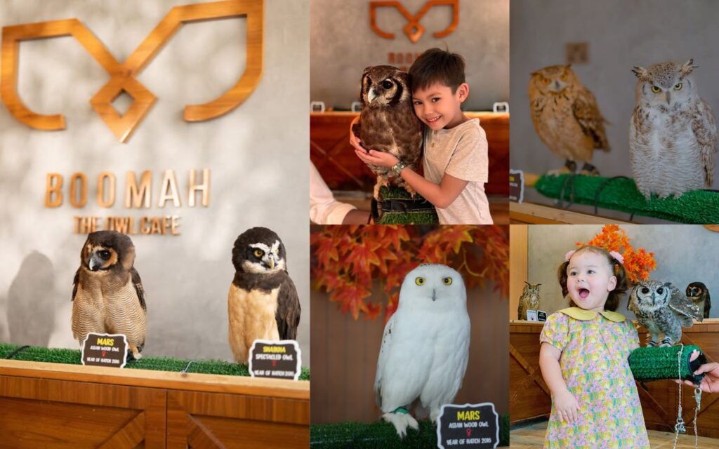 visitors can enjoy interactive owl experience at Boomah Cafe