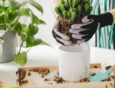 زراعة النباتات في القوار