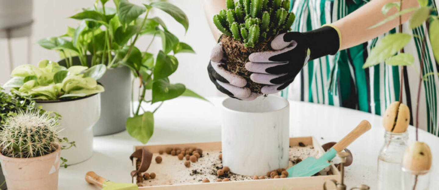 زراعة النباتات في القوار