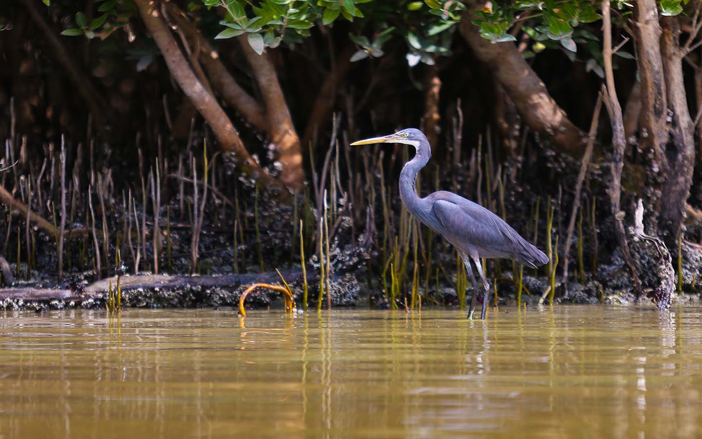غابات أشجار القرم