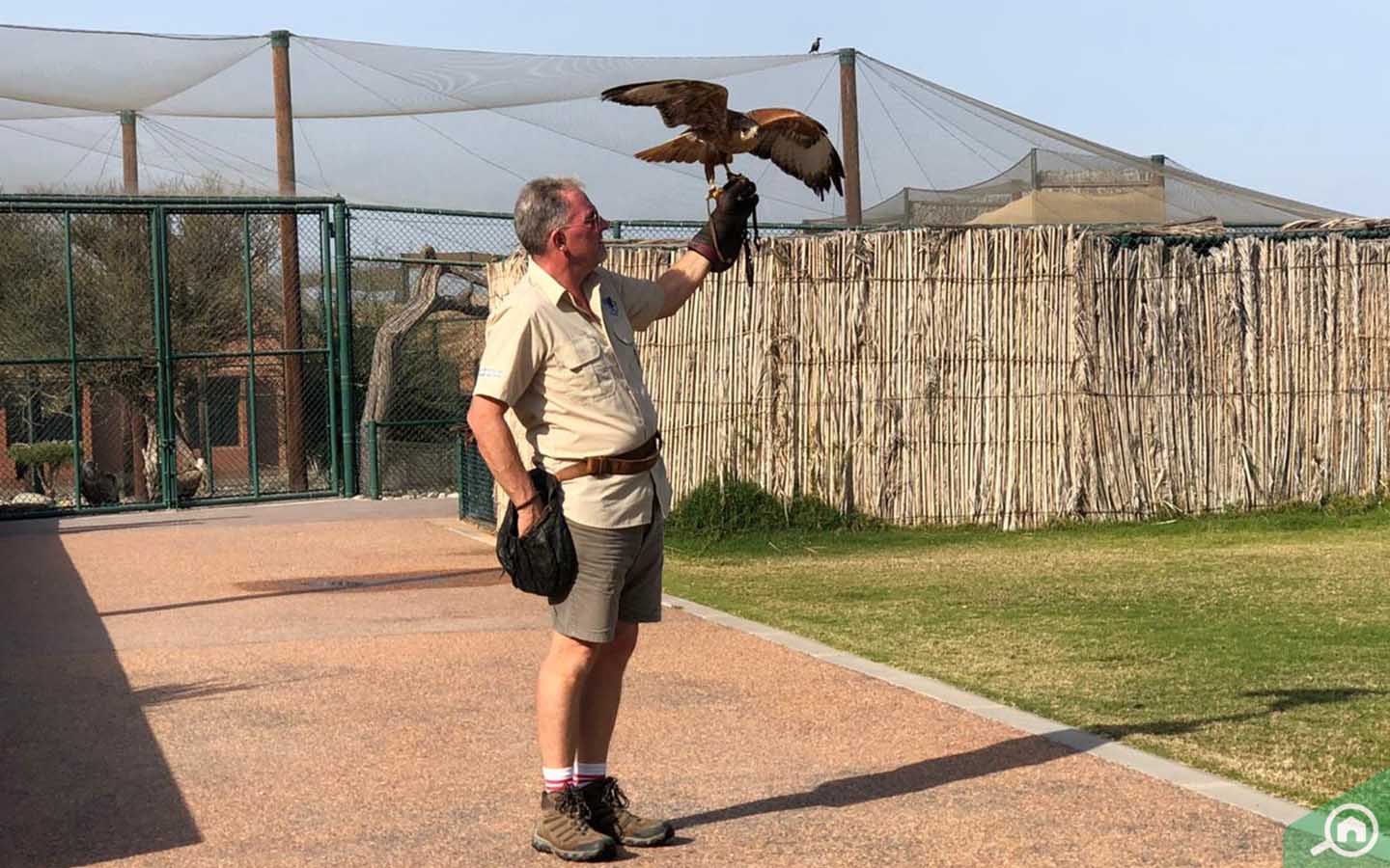 Kalba Bird of Prey Centre Sharjah Location, Timings & more MyBayut