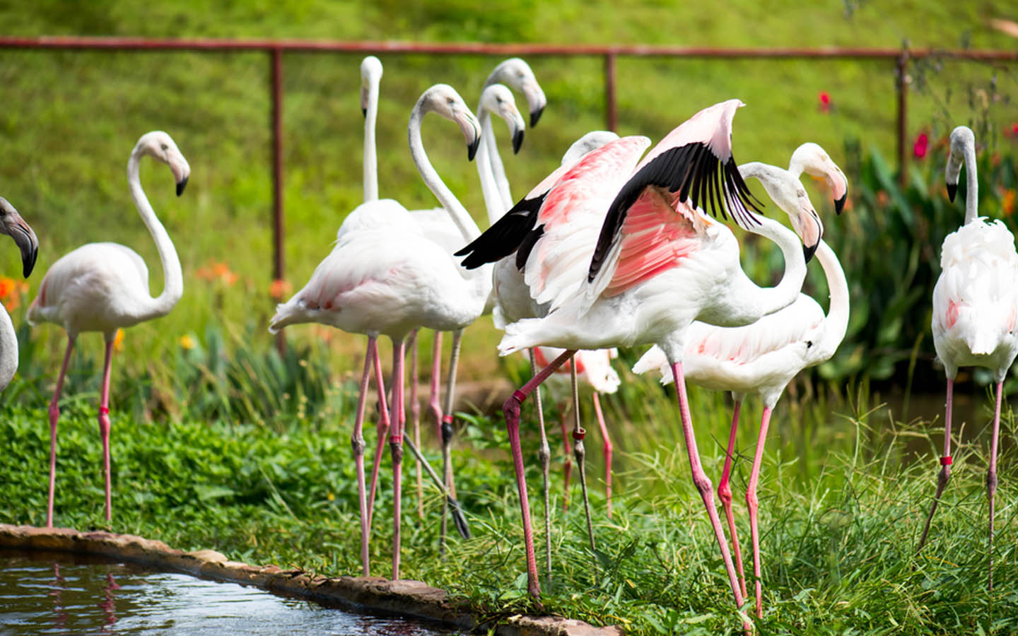 طيور الفلامينجو