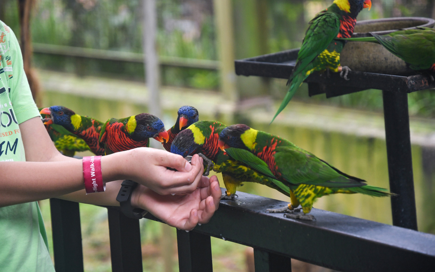 أهم حدائق الطيور في الامارات