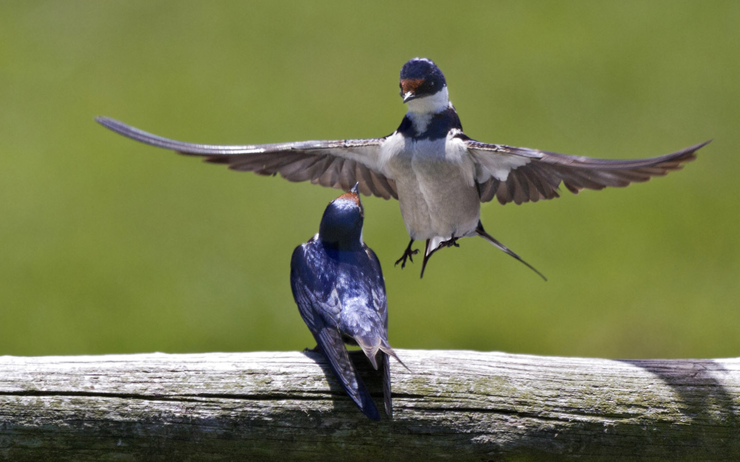 أبرز حدائق الطيور في الامارات