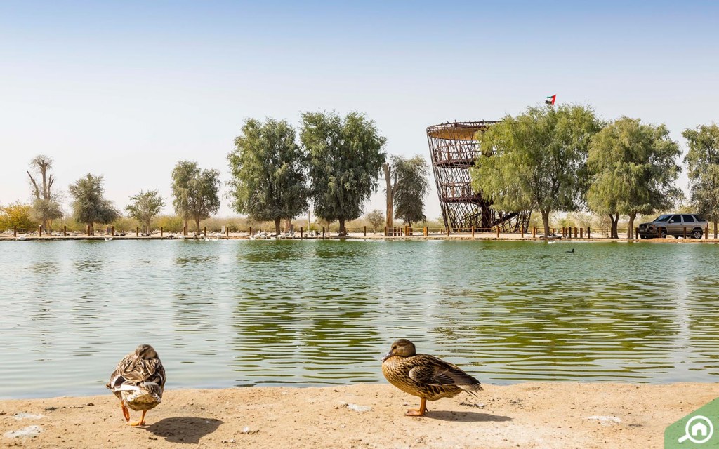 Al Qudra Lake Guide Love Lake, Camping, Locations & More MyBayut