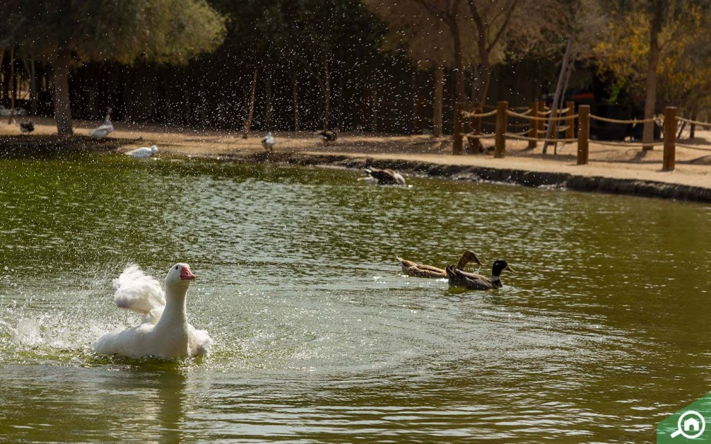 Al Qudra Lake Guide Love Lake, Camping, Locations & More MyBayut