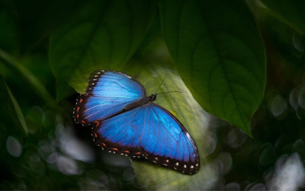 Bright butterflies fill the tropical domes at The Butterfly Gardens Abu Dhabi.