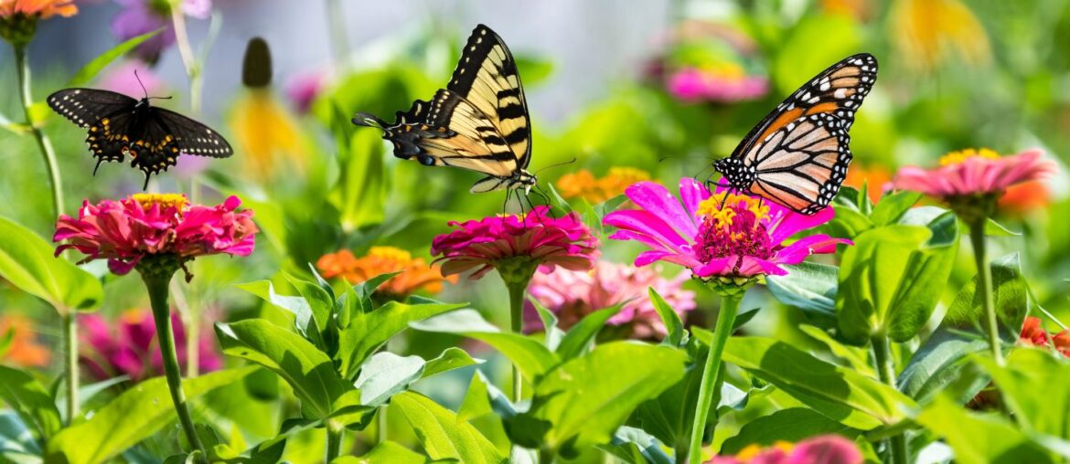 Tropical domes filled with colourful butterflies at The Butterfly Gardens UAE, a vibrant indoor attraction.