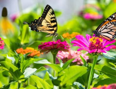 Tropical domes filled with colourful butterflies at The Butterfly Gardens UAE, a vibrant indoor attraction.
