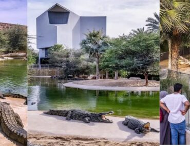 Experiences at Dubai Crocodile Park
