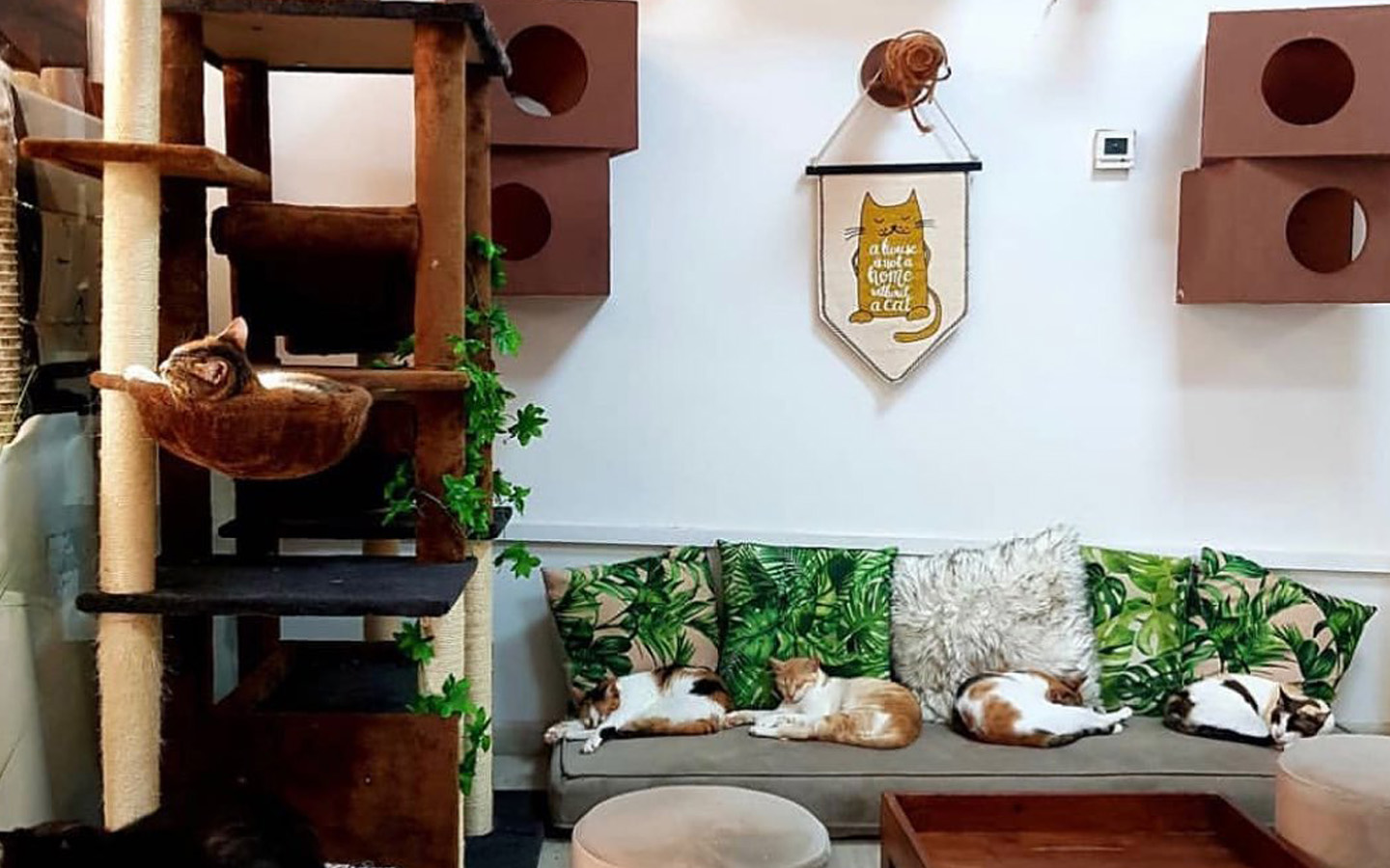 Cat Cafes in Dubai Location, Prices, Timings & more MyBayut