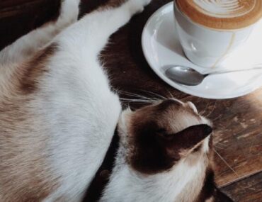 كافيه قطط دبي