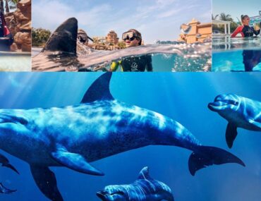 glimpses of Dolphin Bay experiences