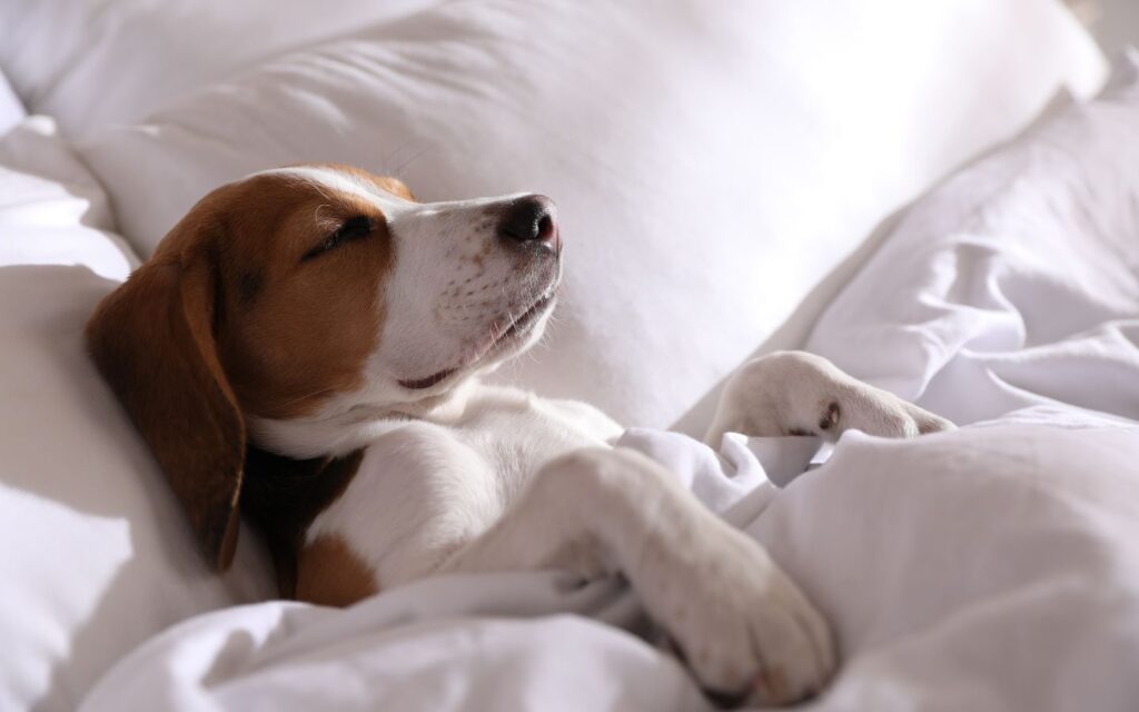 Dog-friendly accommodation in Dubai with spacious rooms and pet amenities.