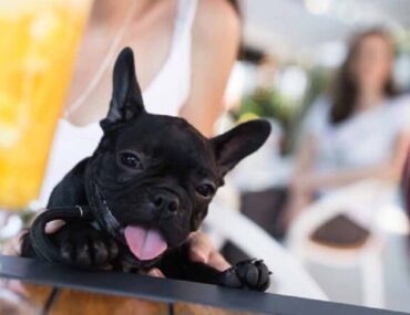 مطاعم تسمح بالكلاب في دبي