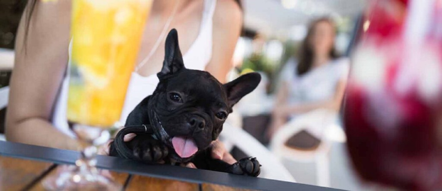 مطاعم تسمح بالكلاب في دبي