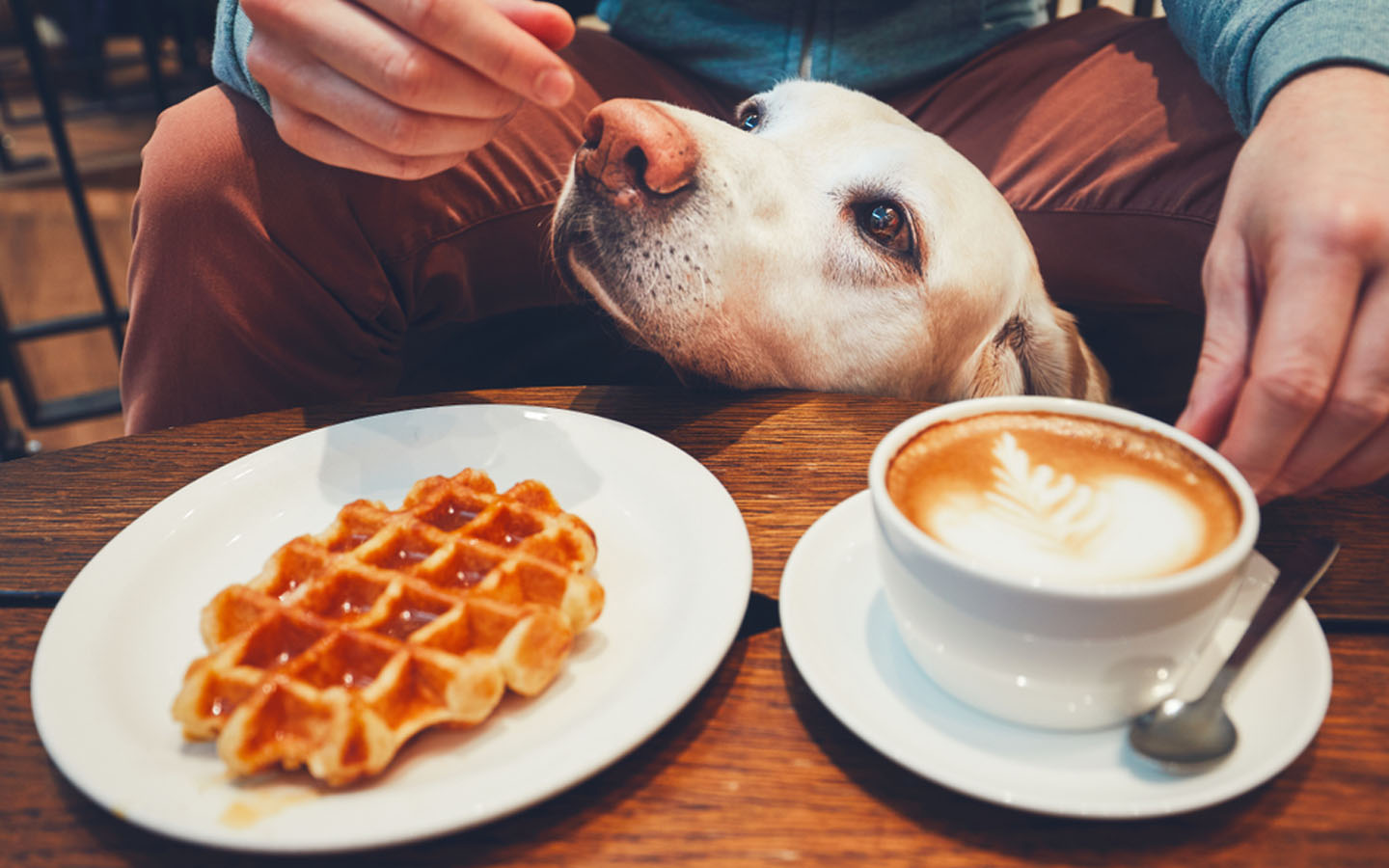 DogFriendly Restaurants in Dubai Junipers, 1762 JLT & More MyBayut