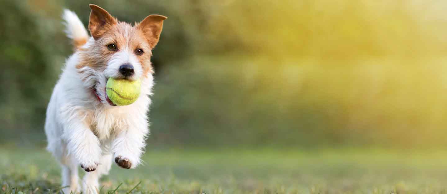 Best Dog Parks in Dubai BarkPark, My Second Home & More MyBayut