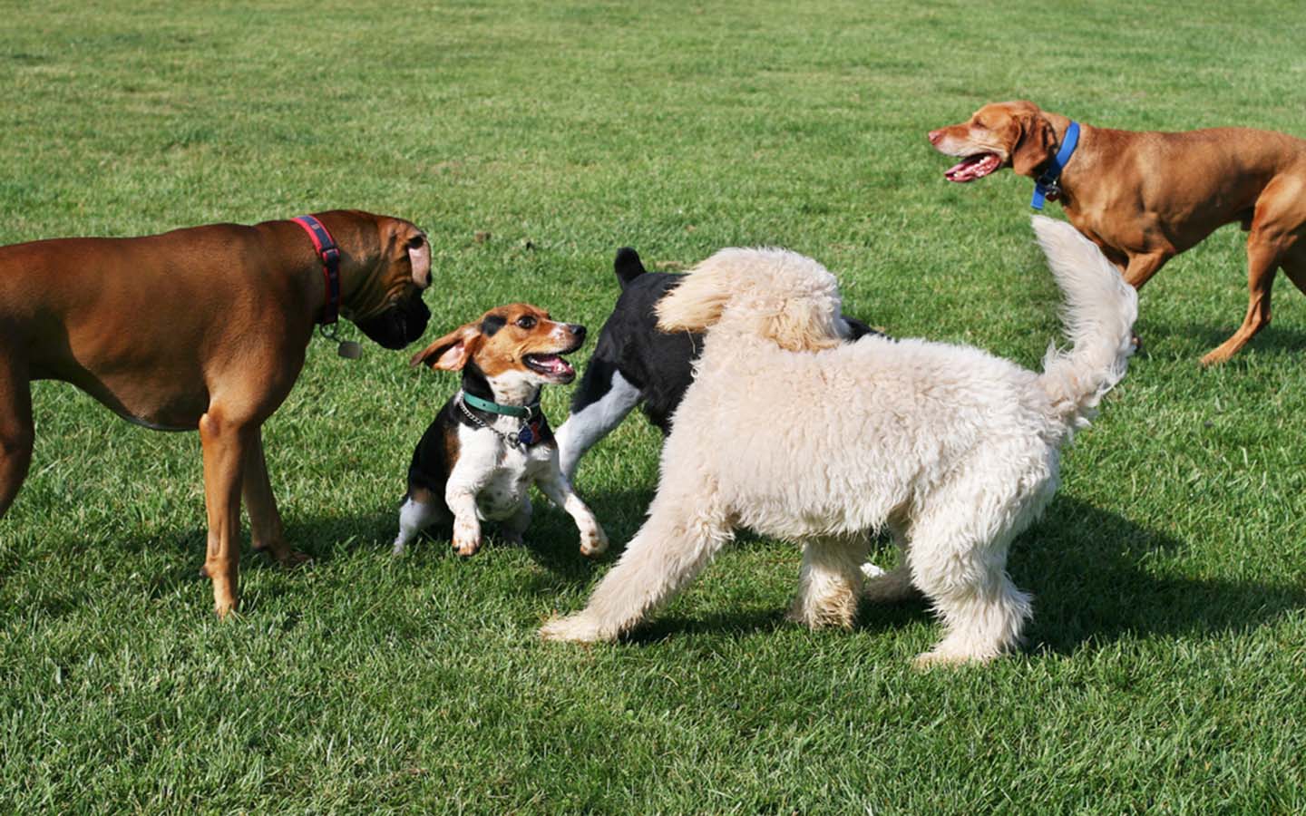 Dogs playing around in Pawsome Park
