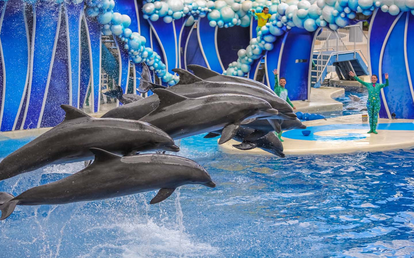 What to Expect from SeaWorld Abu Dhabi Attractions, Prices, Animals & More MyBayut