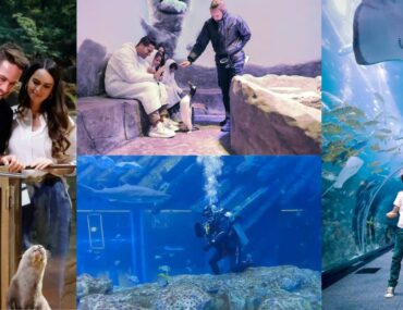 exciting Dubai Underwater Zoo activities for everyone