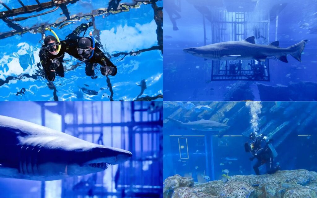 glimpse of thrilling things to do at Dubai Aquarium.