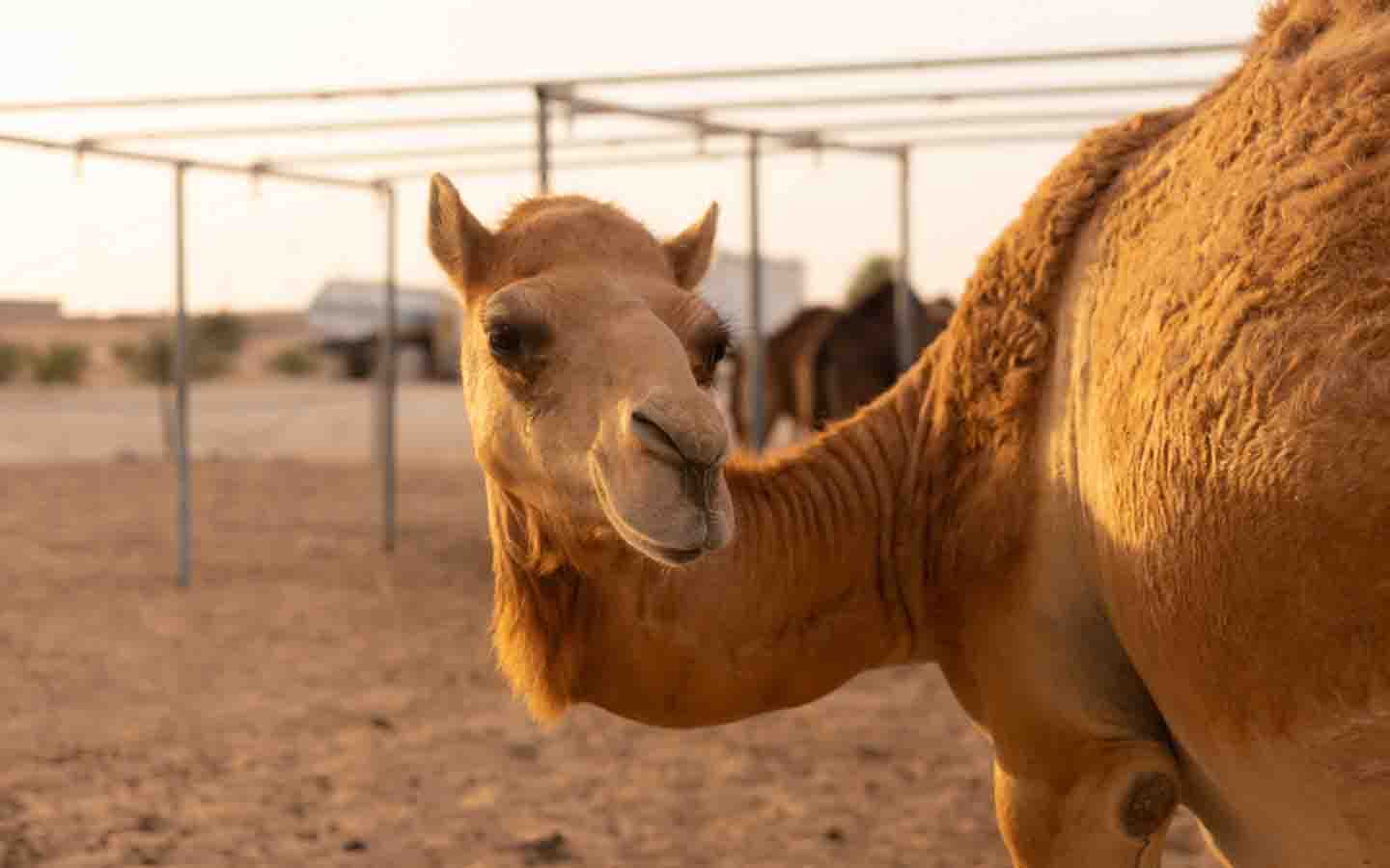 Top Farms in Dubai to Visit Emirates, Camelicious & more MyBayut