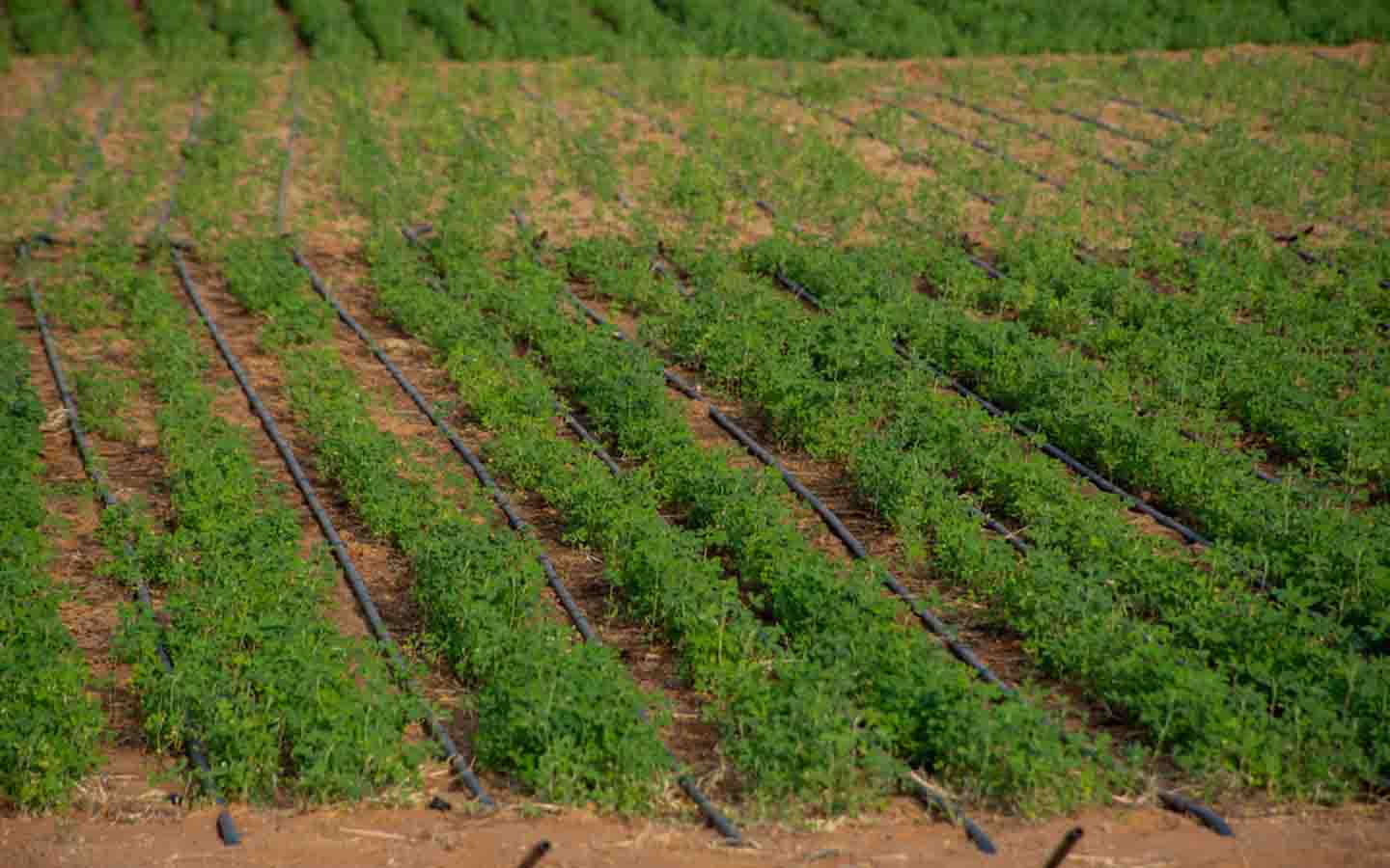 Top Farms in Dubai to Visit: Emirates, Camelicious & more - MyBayut