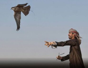 رجل مع صقر