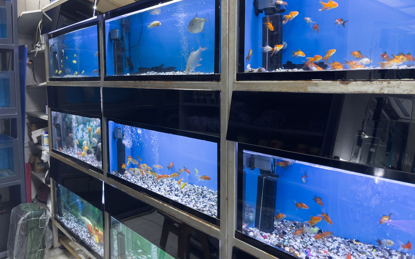 أشهر محلات بيع اسماك الزينة في دبي أكواسكيب، واحة الأحياء ماي بيوت