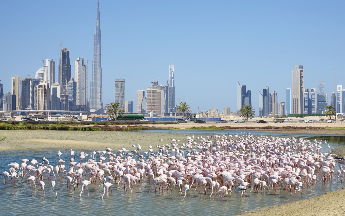 طائر النحام داخل البحيرة