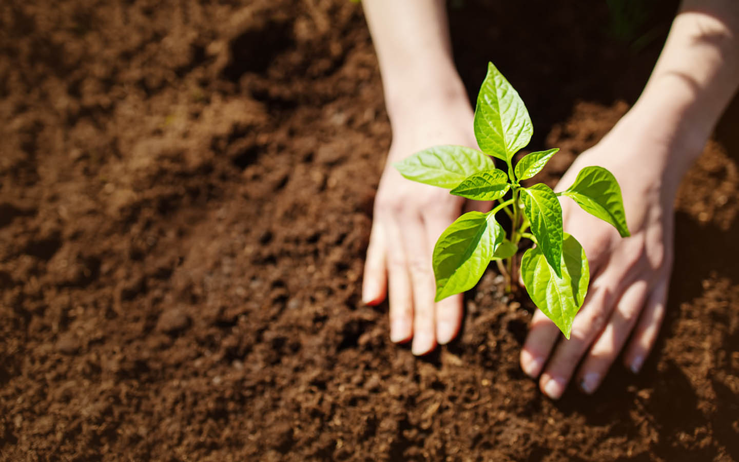 Best UAE Garden Plants for Summer and Winter MyBayut