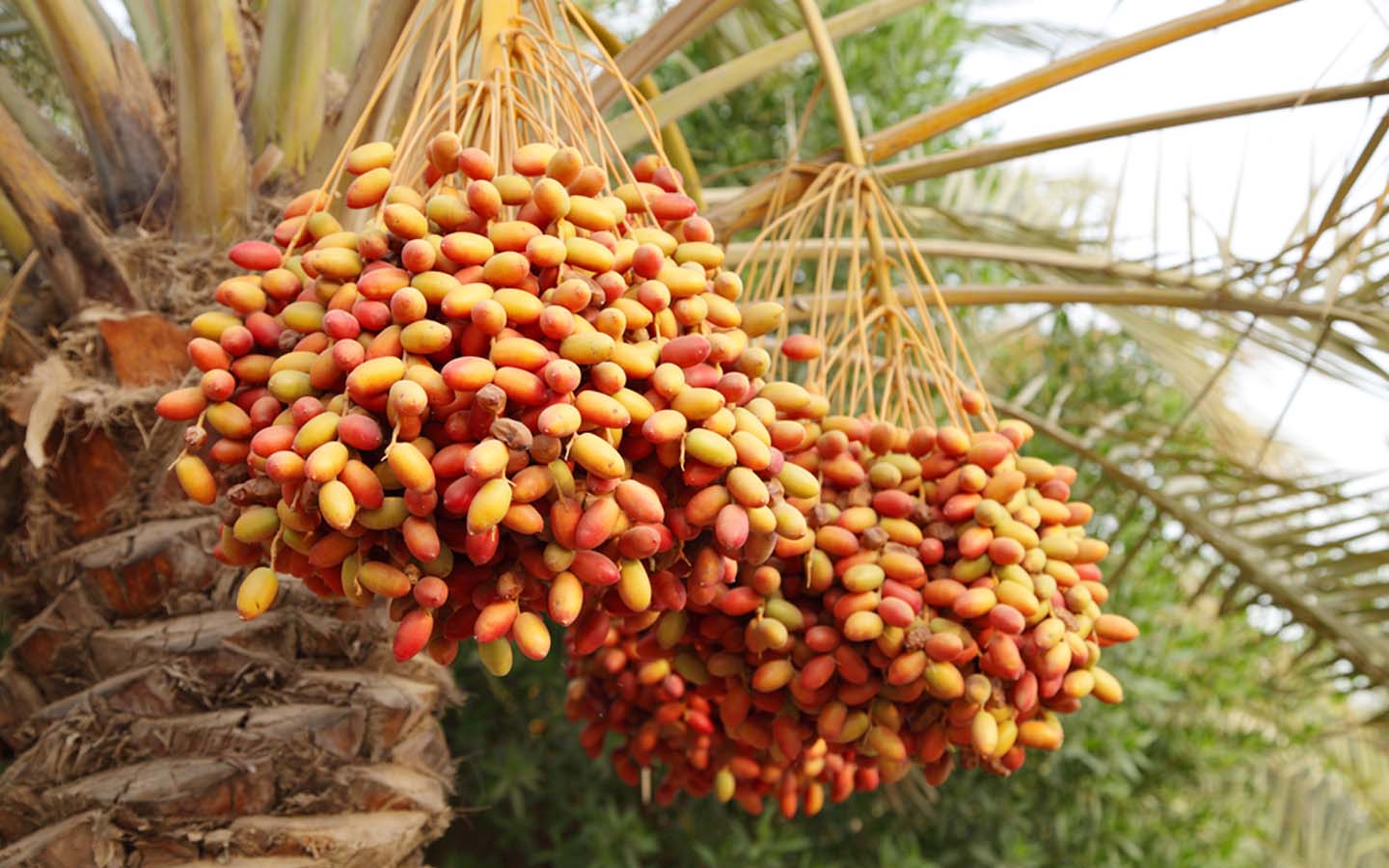 Best UAE Garden Plants for Summer and Winter MyBayut