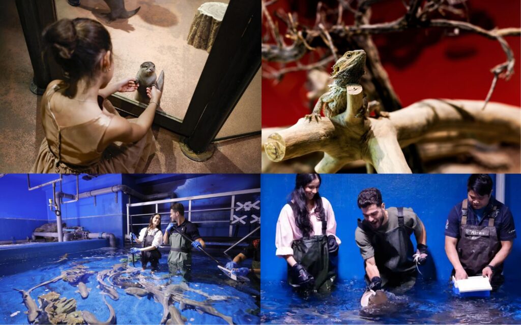 a true highlight of interactive animal experiences at Dubai Aquarium.