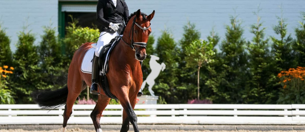 Horse riding in Abu Dhabi Rahal, Al Lazaz Stable and More MyBayut