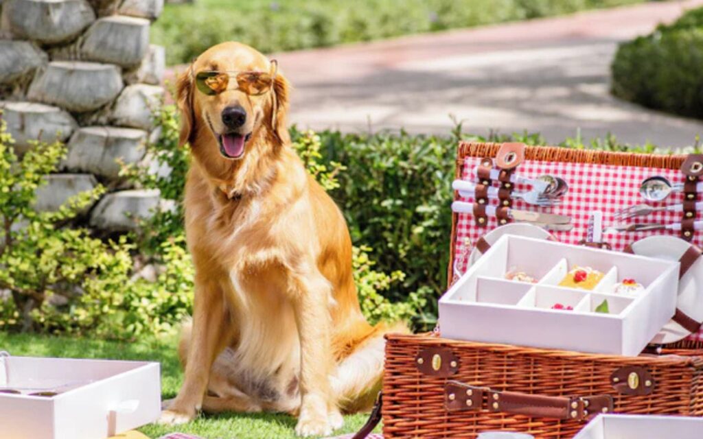 Howl & Growl is one of the top pet stores in Dubai