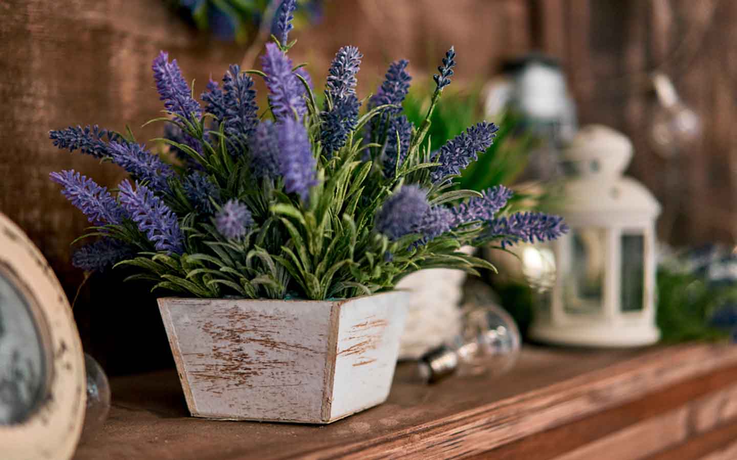 نبات اللافندر من اجمل نباتات زينة داخلية​ للمنزل